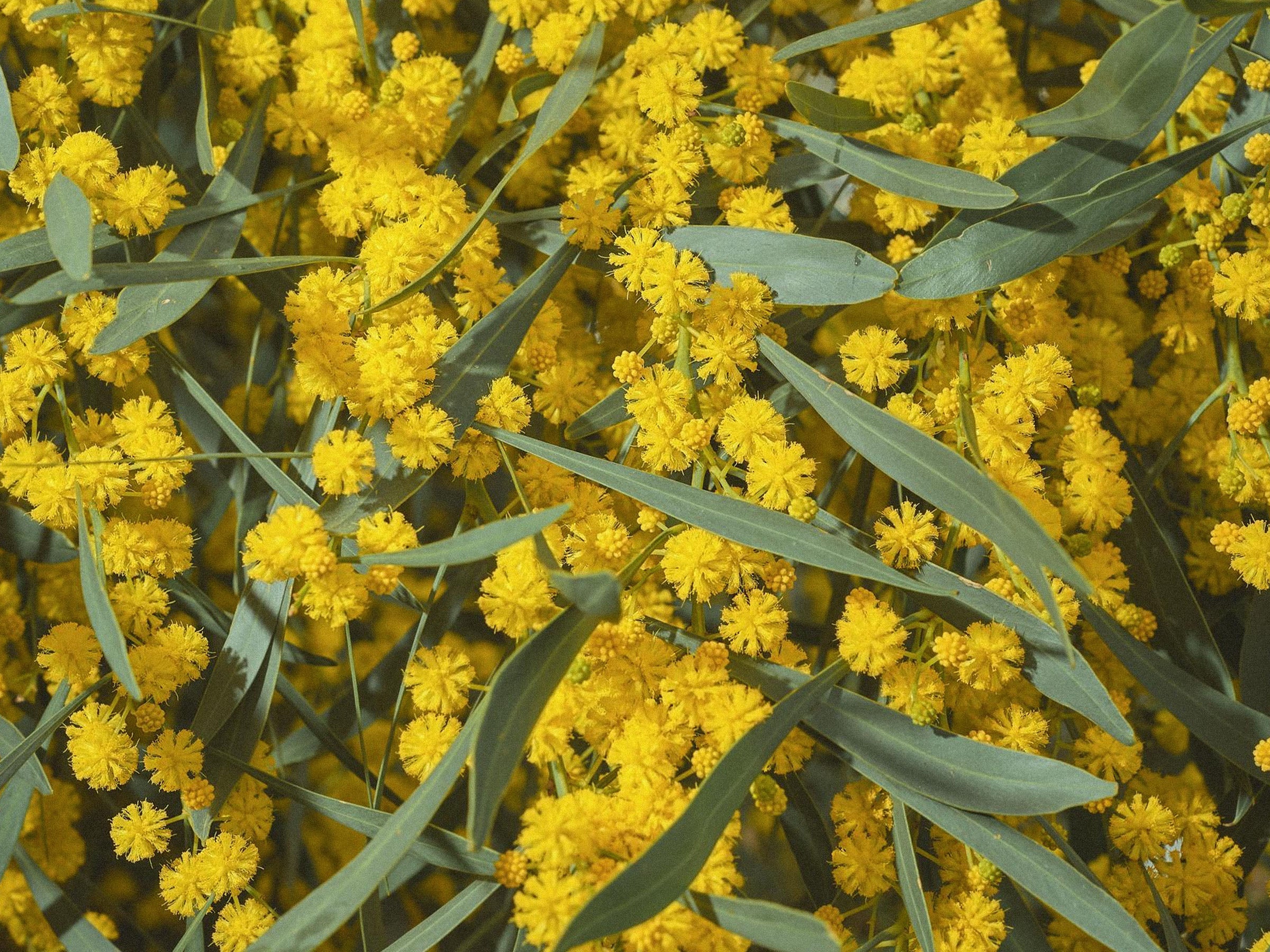 Acacia fiber